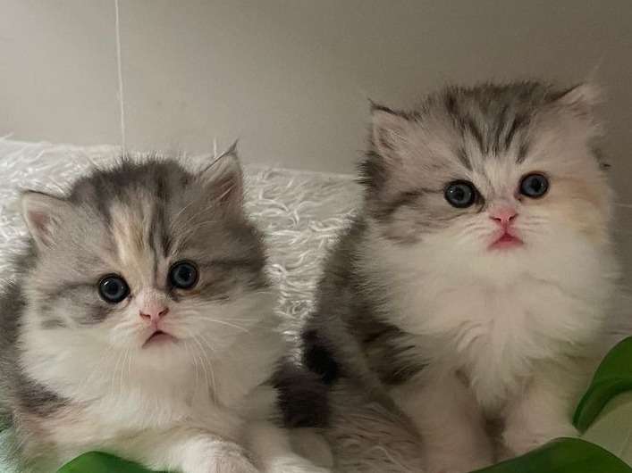 2 chatons British Longhairs LOOF disponibles à la réservation