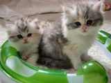 2 chatons British Longhairs LOOF disponibles à la réservation
