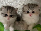 2 chatons British Longhairs LOOF disponibles à la réservation