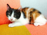 Un chaton Européen couleur calico femelle non LOOF à réserver