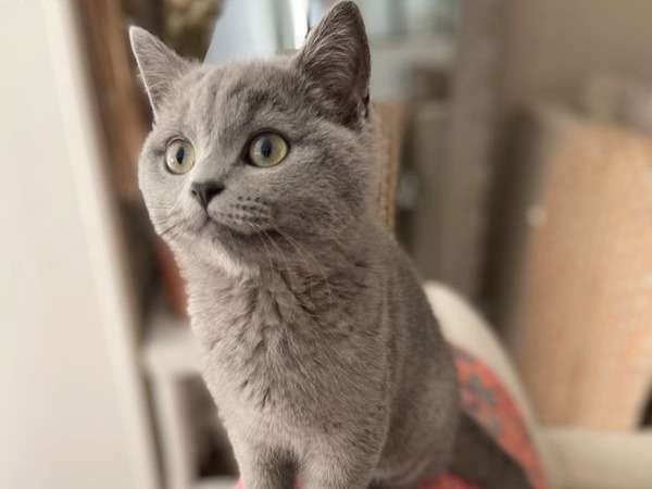 Une chatonne British Shorthair bleue non LOOF à adopter