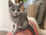Une chatonne British Shorthair bleue non LOOF à adopter