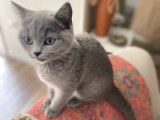 Une chatonne British Shorthair bleue non LOOF à adopter