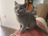 Une chatonne British Shorthair bleue non LOOF à adopter