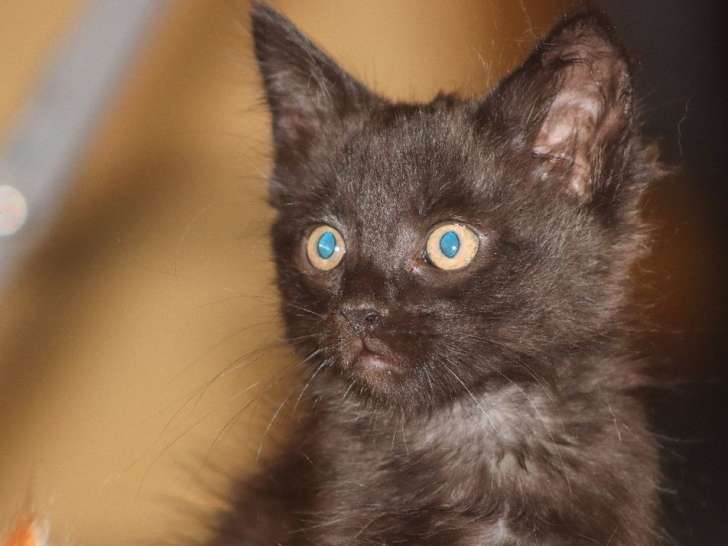 À adopter 5 chatons Maine Coons nés en mars 2022 non LOOF