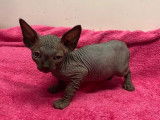 4 chatons, 2 mâles et 2 femelles Sphynx LOOF à réserver
