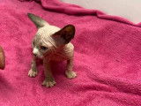4 chatons, 2 mâles et 2 femelles Sphynx LOOF à réserver