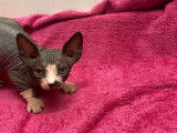 4 chatons, 2 mâles et 2 femelles Sphynx LOOF à réserver