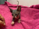 4 chatons, 2 mâles et 2 femelles Sphynx LOOF à réserver