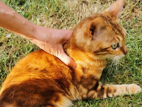 Une chatte Bengal LOOF marron marble tabby de 3 ans à vendre