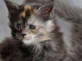 Adorables chatons Maine Coon LOOF à vendre