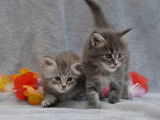 Adorables chatons Maine Coon LOOF à vendre