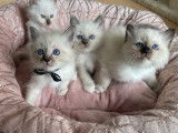 Chatons Sacré de Birmanie LOOF