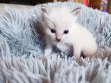 Mise à la réservation d’une chatonne Ragdoll bleu mitted LOOF