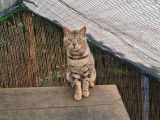 Chat Bengal mâle noir argenté tabby LOOF de 6 ans à acheter