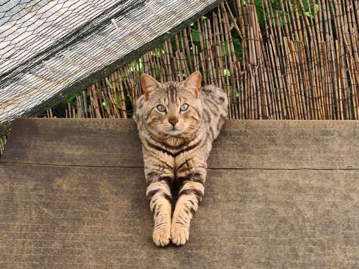 Chat Bengal Male Noir Argente Tabby Loof De 6 Ans A Acheter Petite Annonce Chat