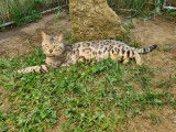 Chat Bengal mâle noir argenté tabby LOOF de 6 ans à acheter
