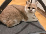 Chatte British Shorthair bicolore de 2 ans LOOF disponible