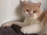Chatte British Shorthair bicolore de 2 ans LOOF disponible