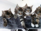 Les 4 frères
