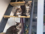 Chaton Maine Coon LOOF à vendre