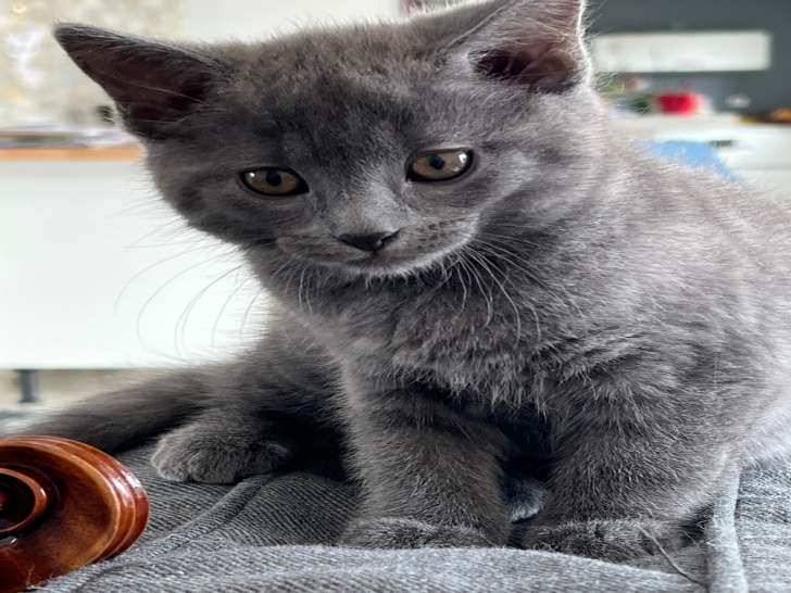 Magnifiques chatons Chartreux à vendre