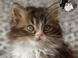 Chatons Scottish et Highland Straight &agrave; vendre