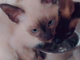 Chatons Siamois à vendre