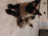Chatons Siamois à vendre