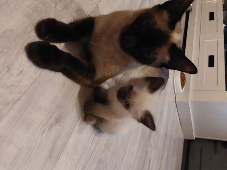 Chatons Siamois A Vendre Petite Annonce Chat