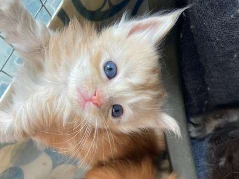 À vendre : 6 chatons Maine Coon non LOOF