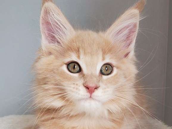 Chatons Maine Coon Loof