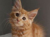 Chatons Maine Coon Loof