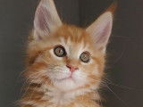 Chatons Maine Coon Loof