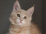 Chatons Maine Coon Loof