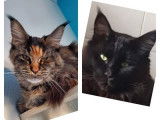 Chatons Maine Coon Loof