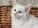 3 chatons Maine Coon LOOF à réserver