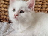 3 chatons Maine Coon LOOF à réserver
