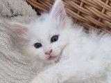 3 chatons Maine Coon LOOF à réserver