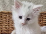 3 chatons Maine Coon LOOF à réserver