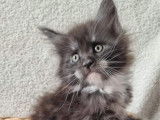 3 chatons Maine Coon LOOF à réserver