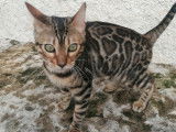 Superbe chaton Bengal LOOF mâle BROWN spotted