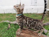 Superbe chaton Bengal LOOF mâle BROWN spotted