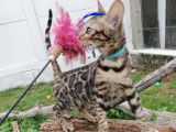 Superbe chaton Bengal LOOF mâle BROWN spotted
