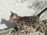 Superbe chaton Bengal LOOF mâle BROWN spotted