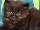 3 chatons type British Longhair et Shorthair non LOOF disponibles à la réservation