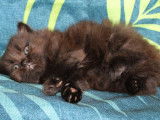 3 chatons type British Longhair et Shorthair non LOOF disponibles à la réservation