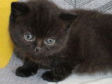 3 chatons type British Longhair et Shorthair non LOOF disponibles à la réservation