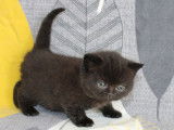 3 chatons type British Longhair et Shorthair non LOOF disponibles à la réservation