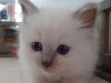 Réservation d'un chaton Sacré de Birmanie femelle LOOF porteur lilac